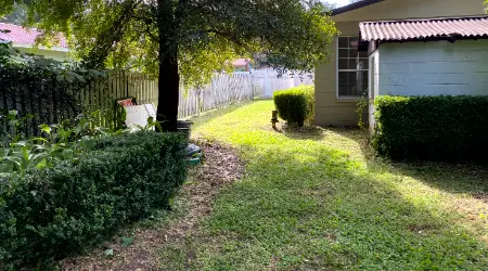 hedge trimming services