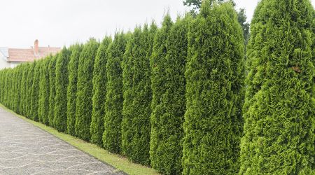tree planting services