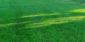 Springtime lawn tips in Central Florida