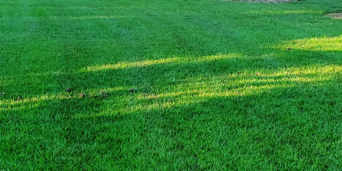 Springtime lawn tips in Central Florida