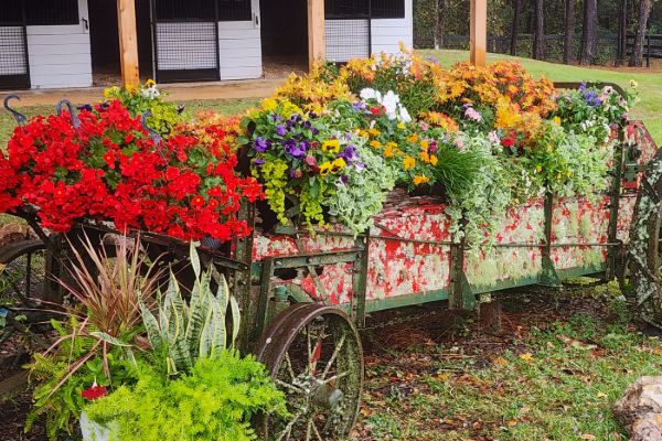 Annual Flower Display Planting