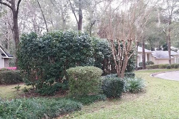 Hedge Trimming